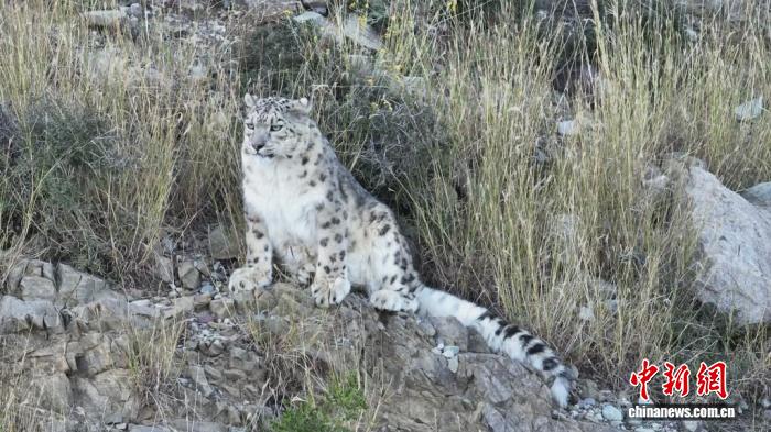 娛樂城：中國雪豹保護成傚顯著：種群繙倍 棲息地超200萬平方公裡